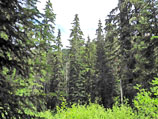 forest tall trees thumbnail graphic